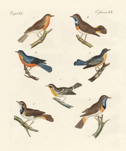 Petirrojos, ruiseñores y pechiazules de German School