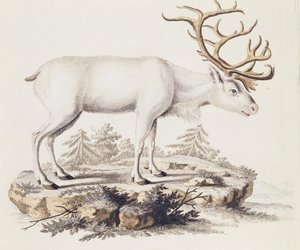 Reno (Cervus tarandus), de Mamíferos ilustrados de la Naturaleza con descripciones, por Johann Christian Daniel von Schreber (1739-1810), grabado por I Nufsbiegel, volumen 5, tabla 248-C, Alemania de German School