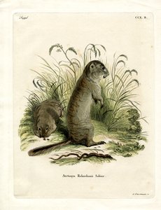 Ardilla de Richardson de German School