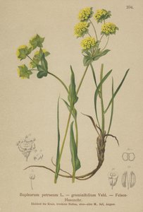 Hierba de liebre de roca (Bupleurum petraeum, Bupleurum graminifolium)