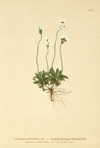 Jazmín de roca (Androsace obtusifolia)