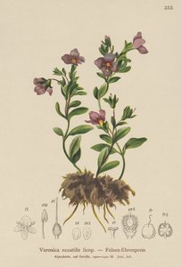 Verónica de roca (Veronica saxatilis)