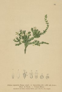 Stitchwort de roca de German School