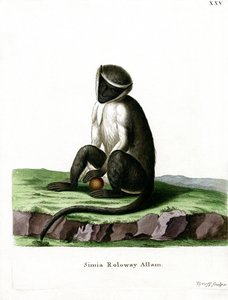 Guenon Roloway de German School