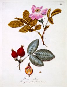 Rosa villosa, ilustración de un libro de flores silvestres alemanas de Johann Daniel von Reitter, publicada c.1803-5