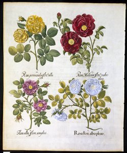 Rosas, lámina 96 de Hortus Eystettensis por Basil Besler (1561-1629) publicado en 1613 de German School