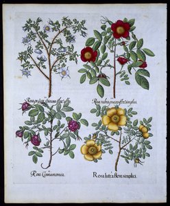 Rosas, lámina 98 de Hortus Eystettensis por Basil Besler (1561-1629) publicado en 1613 de German School