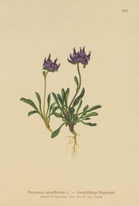 Rampion de cabeza redonda (Phyteuma pauciflorum, Rapunculus pauciflorus, Phyteuma globulariifolium) de German School