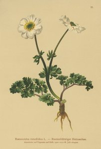 Ranúnculo de hojas de ruda (Ranunculus rutaefolius)