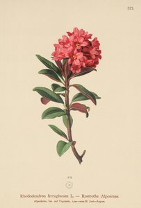 Rododendro de hojas oxidadas (Rhododendron ferrugineum)