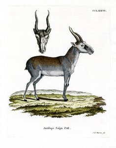 Saiga de German School