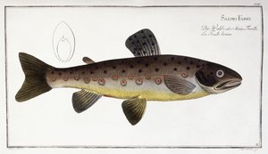Salmo Fario de German School