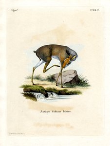 Dik-dik de Salt de German School