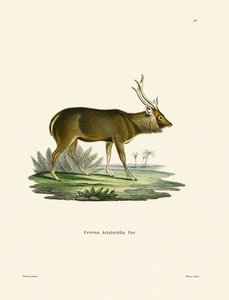 Sambar de German School