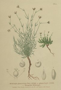 Sandwort de German School