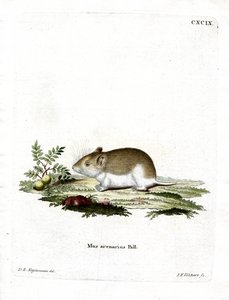 Rata Topo Arenosa de German School