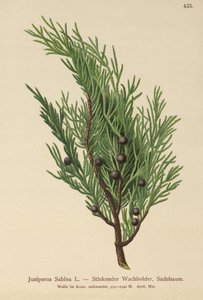 Enebro sabino (Juniperus Sabina)