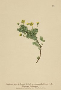 Saxífraga (Saxifraga aphylla, Saxifraga stenopetala) de German School