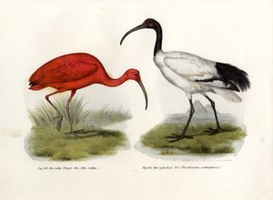 Ibis escarlata, 1864 de German School