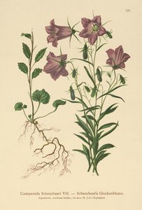 Campanilla de Scheuchzer (Campanula Scheuzeri) de German School
