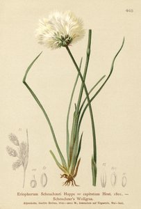 Algodoncillo de Scheuchzer (Eriophorum Scheuchzeri, Eriophorum capitatum)
