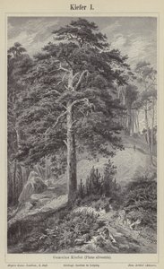 Pino silvestre de German School