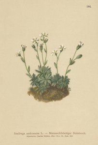 Saxífraga de pedregal (Saxifraga androsacea)