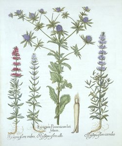 Acebo marino y tres tipos de hisopo, de Hortus Eystettensis, por Basil Besler, pub. 1613 de German School