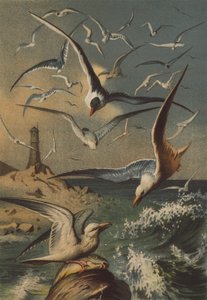 Gaviotas de German School