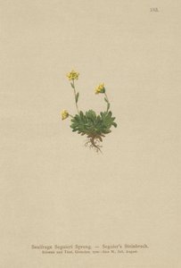 Saxífraga de Seguieri (Saxifraga Seguieri) de German School