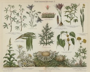 Respuestas autoprotectoras en plantas de German School