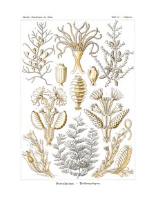 Sertulariae, 1899-1904 de German School