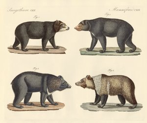 Varios osos encontrados de German School
