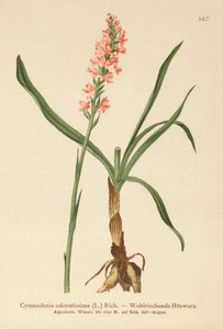 Orquídea Fragante de Espolón Corto (Gymnadenia odoratissima) de German School