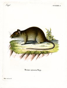 Rata bandicut de cola corta de German School