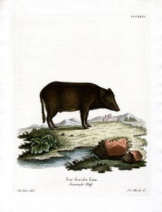 Jabalí Salvaje Siamés de German School