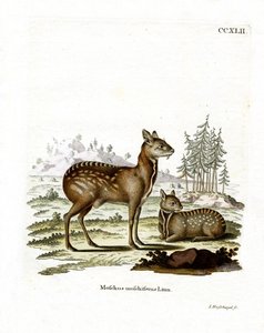 Ciervo almizclero siberiano