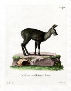 Ciervo Almizclero Siberiano de German School