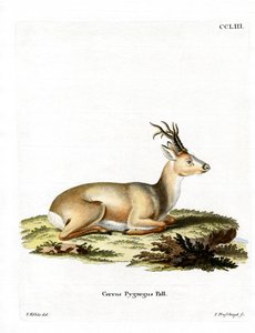 Corzo Siberiano de German School