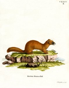 Comadreja siberiana de German School