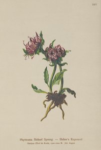 Rampion de Sieber (Phyteuma Sieberi) de German School