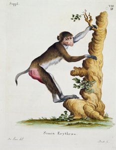 Simia erythraea, de Mammals illustrated from Nature with descriptions, por Johann Christian Daniel von Schreber, grabado por IC Bock después de un dibujo de De Seve de German School