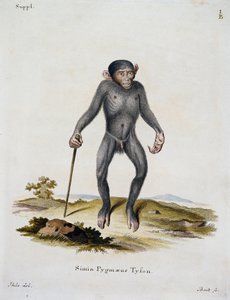 Simia pygmaeus, de Mammals illustrated from Nature with descriptions, por Johann Christian Daniel von Schreber (1739-1810), grabado por IC Bock, Alemania