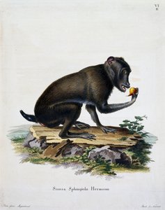 Simia sphingiola, de Mamíferos ilustrados de la naturaleza con descripciones, por Johann Christian Daniel von Schreber (1739-1810), grabado por IC Bock, Alemania de German School