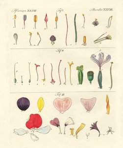 Partes individuales de flores