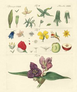 Partes individuales de flores