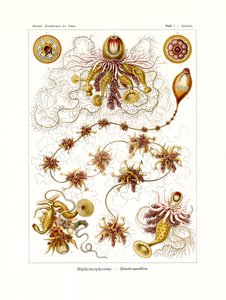 Siphonophorae, 1899-1904 de German School