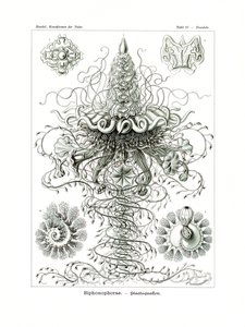 Siphonophorae, 1899-1904 de German School