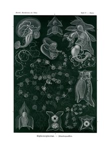 Siphonophorae de German School