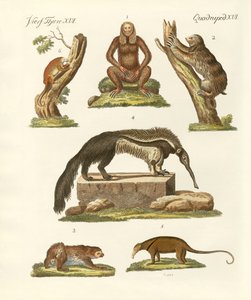 Perezosos y osos hormigueros de German School